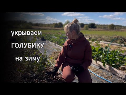 Видео: Как я укрыла голубику на зиму #садоводство #голубика #ягодныйогород #дача