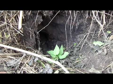 Видео: Ревизия борсучих нор.Перед охотой.