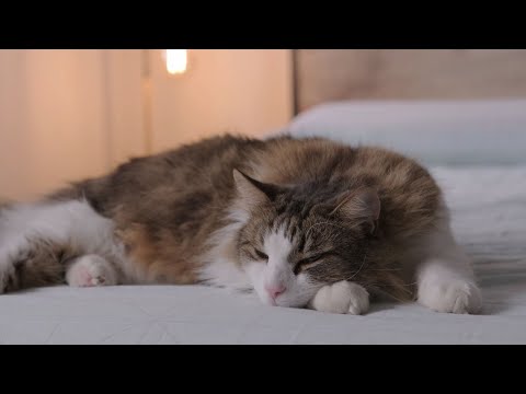 Видео: Чистая терапевтическая музыка для депрессивных кошек, терапия стабильности кошек