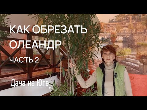 Видео: Дача на Юге - Обрезка Олеандра Часть 2