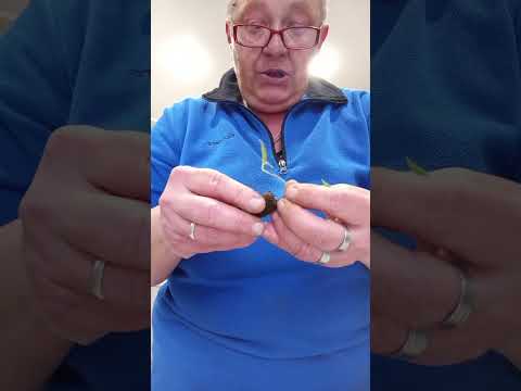 Видео: Ставлю черенки клематисов на укоренение в Приформы Джиффи.