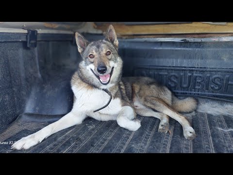 Видео: Испытания по водоплавающей птице