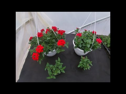 Видео: Выращивание ампельной вербены EMPRESS и VANESSA.