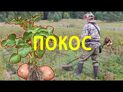 Видео: Как правильно косить и убирать огород перед копкой картофеля. Секреты и советы