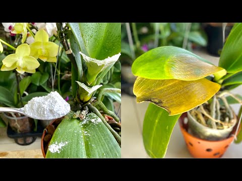 Видео: Всего одна ложка больше не будет беспокоить гниющие листья орхидеи