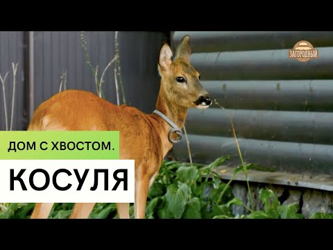 Видео: Косуля \  Содержание и разведение в домашних условиях \ Дом с хвостом