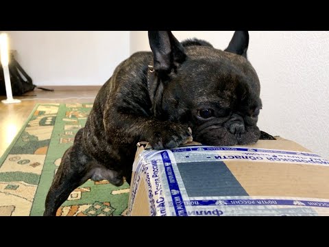 Видео: Распаковка посылки из Сибири | Французский бульдог Олег