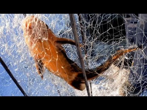 Видео: РЕМОНТ ХАПУЖКИ ХЛОПОК, МЕНЯЕМ ПОРВАННЫЕ СТРОПЫ,