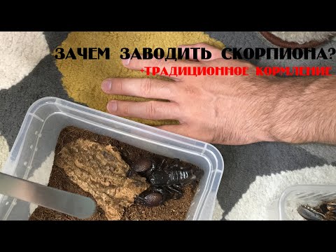 Видео: Скорпионы - зачем их заводить? Небольшое кормление