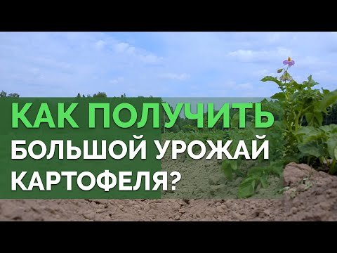 Видео: Как вырастить отличный картофель? | Технология изобилия