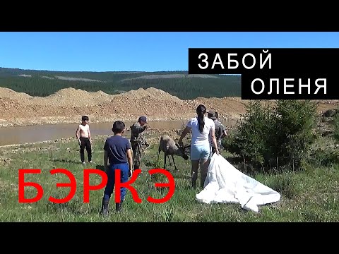 Видео: НА ТАБОРЕ. ЗАБОЙ ОЛЕНЯ.