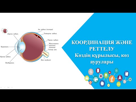Видео: Көздің құрылысы, көз аурулары | ҰБТ Биология 2023 | ЕНТ