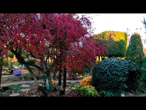 Видео: 3 сорти нандіни, та потрохи всього осіннього