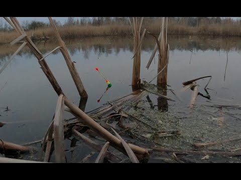 Видео: БОЛОТНЫЕ МОНСТРЫ утаскивают ПОПЛАВОК ! Рыбалка на огромных КАРАСЕЙ в апреле !!