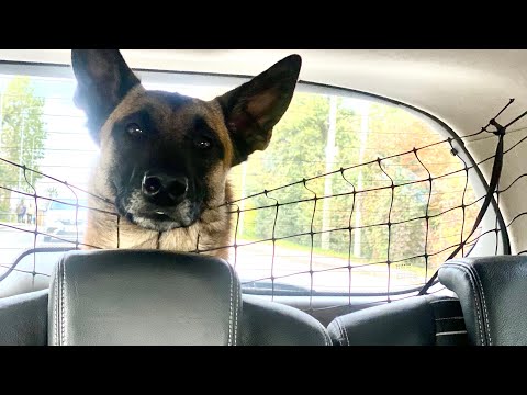 Видео: Как выехать за границу с собакой (какие нужны документы)