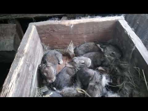 Видео: Многоплодные и малоплодные кролематки и окролы