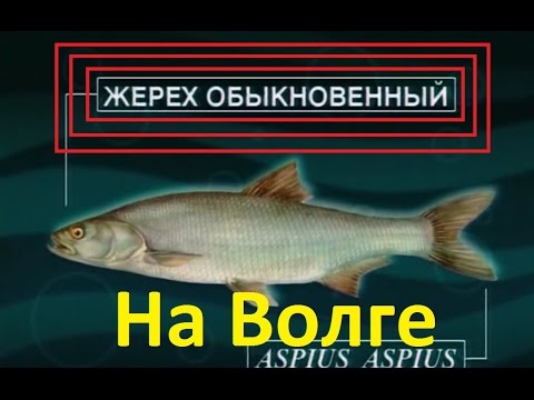 Видео: Диалоги о рыбалке -10- Ловля Жереха на Ахтубе, а также сома, судака на Ладоге.