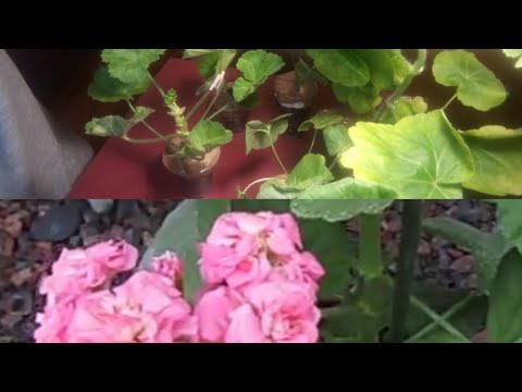 Видео: Приехали пеларгонии. Распаковка посылки. 25марта 2020 г.