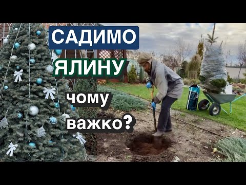 Видео: 🎄Як садили ЯЛИНУ блакитну  в саду