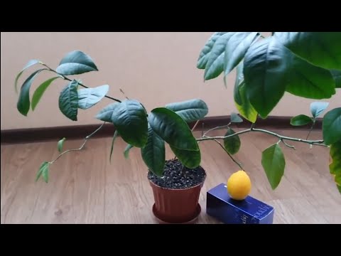 Видео: Лимоны Дома Круглый Год🍋Лимон Мейера🍋Как Собрать урожай Лимонов🍋Снимаю пробу🍋