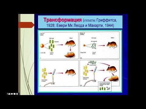 Видео: 6 дәріс 3 бөлім Генетикалық трансформация және жануарларды клондау