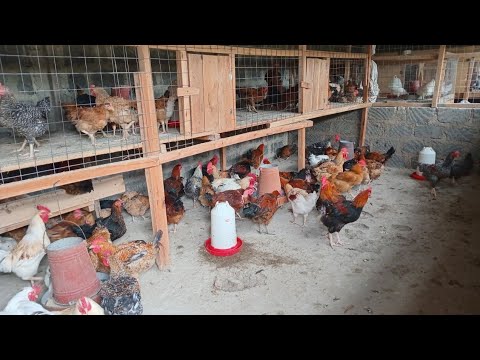 Видео: Как я зарабатываю на птицеводстве | Жизнь птицевода в Кении