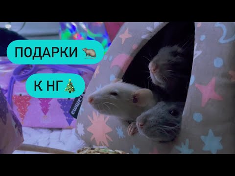 Видео: Зоотовары для крыс Triol и Gamma 🐀