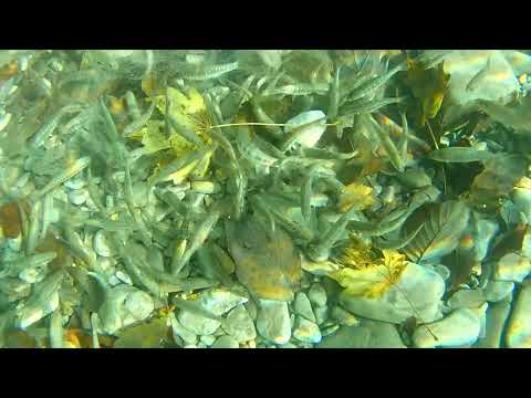 Видео: Кормушка с сеткой, подводные съёмки  Просто классс. feeder with mesh. underwater photography