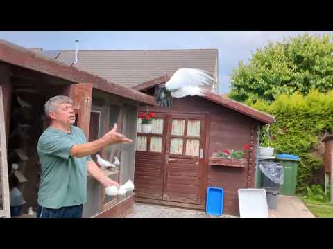 Видео: Впервые снимаю у Валеры. 09.06.2025 #голуби #tauben #pigeons