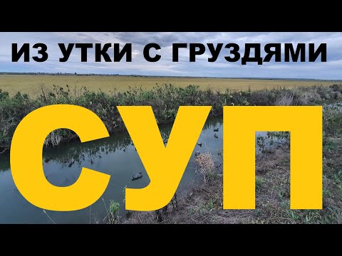 Видео: СУП ИЗ ДИКОЙ УТКИ С ГРУЗДЯМИ, ЛУКОМ, КАРТОФЕЛЕМ И ЛАПШОЙ РЕЦЕПТЫ СЮФ