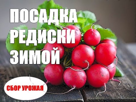 Видео: Заработок на зимней редиске