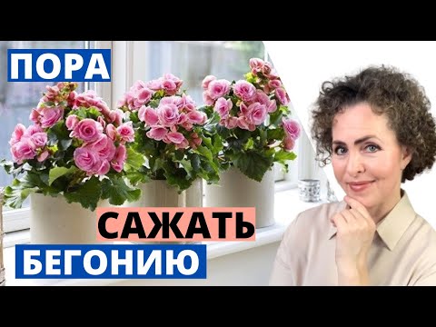 Видео: Пора сажать БЕГОНИЮ