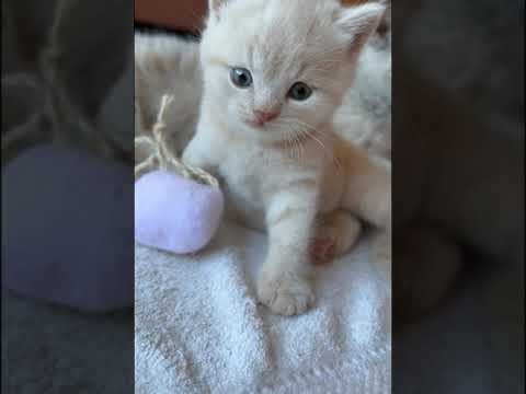 Видео: МИЛЫЕ ХВОСТАТИКИ🥰#кот#котики#котята#животные