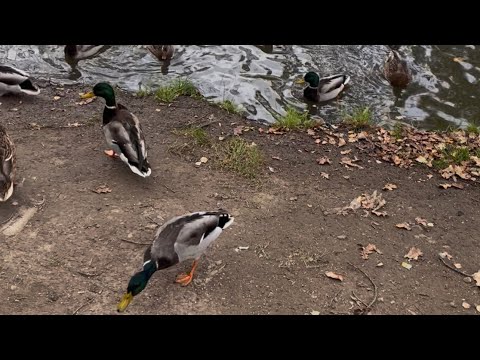 Видео: 30 сентября 2025 г.