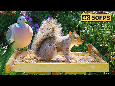Видео: Кино Для кошек и собак 😸 Белки нападают на птичий стол 🐿️🕊️ птички для кошек
