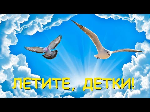 Видео: МАСШТАБНЫЙ ВЫПУСК ПТИЦ НА ВОЛЮ. ЧАСТЬ 1