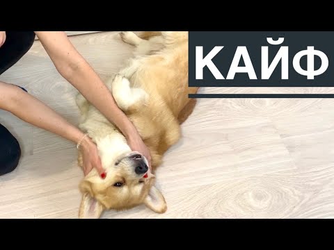 Видео: МАССАЖ ДЛЯ СОБАК 😊 Мои песили в восторге!😲