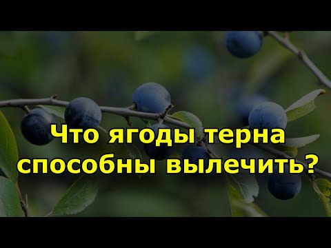 Видео: Ягоды терна способны вылечить....
