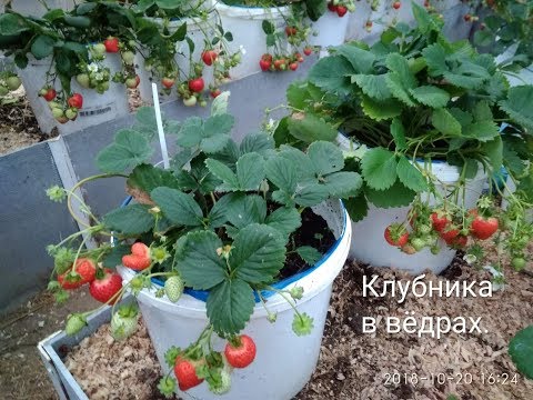 Видео: Суперспособ выращивания клубники