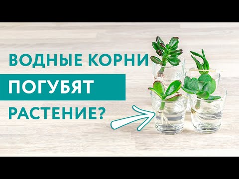 Видео: Суккуленты + жидкость?.. Да, если это Крассула! / Размножение черенками в воде