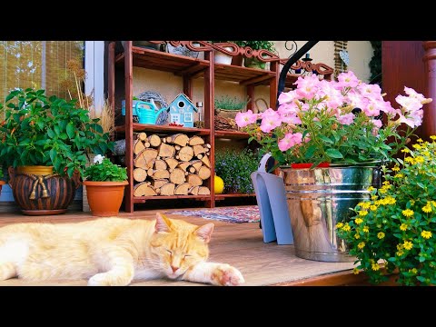 Видео: 🍎Уютный Загородный Дом 🏡Сентябрь Хозяйничает в Саду и Огороде #garden #дом #садиогород