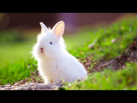 Видео: Лечебная Музыка для Снятия Стресса, Усталости, Депресии, Негатива, Детокс негативных эмоций