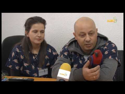 Видео: Зоологика - болести при папагалите