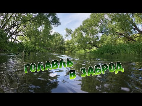 Видео: Июньский голавль на микроколебалки. РЫБАЛКА 2020.