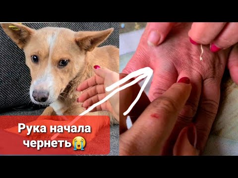 Видео: Собака ПОКУСАЛА МАМУ, звонили в скорую😢