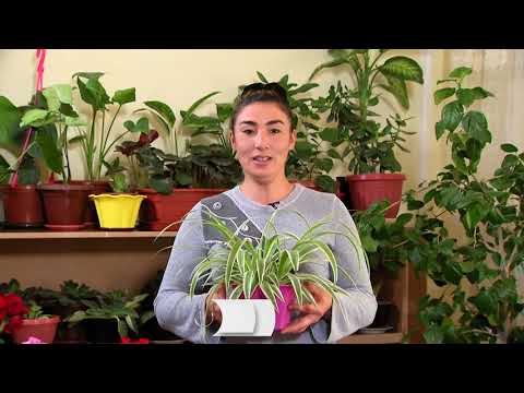 Видео: Герандан ажойиб компазиция. Севара Эшонқулова тавсия этади😍👍