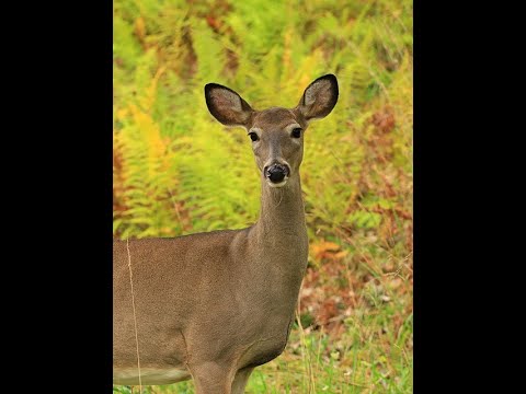 Видео: Белохвостый олень как тотем: характеристики личности и трудности жизненного пути