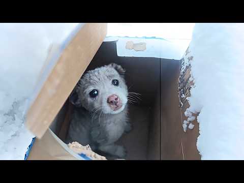 Видео: Потерянный бродячий щенок свернулся в коробке, прячась от холода, и, без внимания, почти плачет.