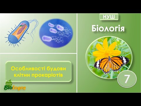 Видео: Які особливості будови клітин прокаріотів. Біологія 7 клас НУШ