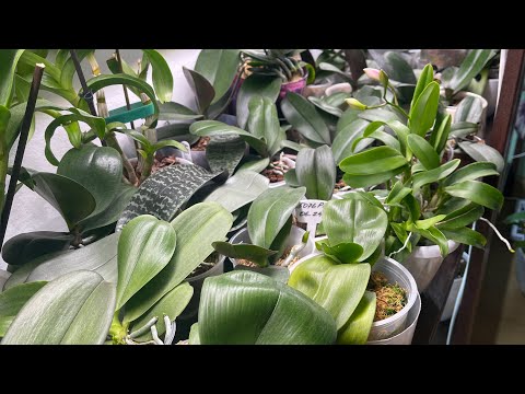 Видео: Ну наконец-то началосЯ😂😂😂. Цветоносы❤️